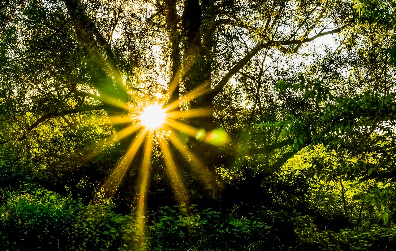 forest-396025_1280
