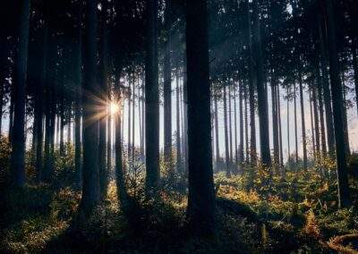 Die Kraft der Natur nutzen